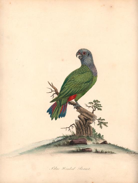 Blue-headed parrot from 