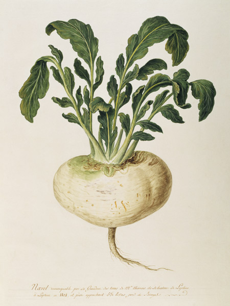 Brassica rappa / Gouache from 