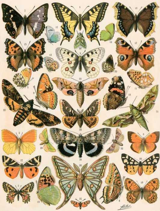 butterflies and moths from 