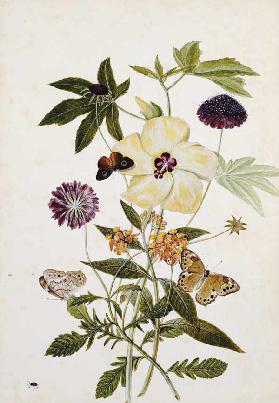 Milkweed,  Poppy And Hibiscus  With Butterflies And A Beetle