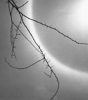 Barbed branch of thorny plant (b/w photo) 