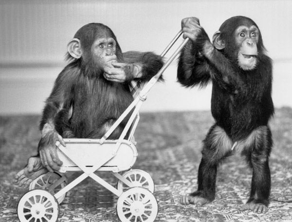 Chimpanzees Jambo and William at Twycross zoo, England from 
