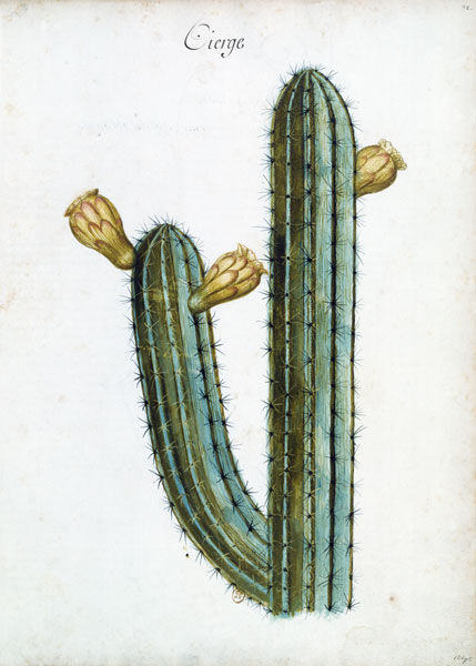 Cactus / Ch.Plumier from 