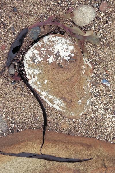Calcium carbonate encrustation on rock and kelp (photo)  from 