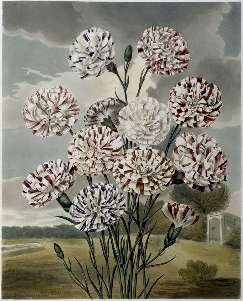 Carnations / Aquatint / S.Curtis 1820 from 