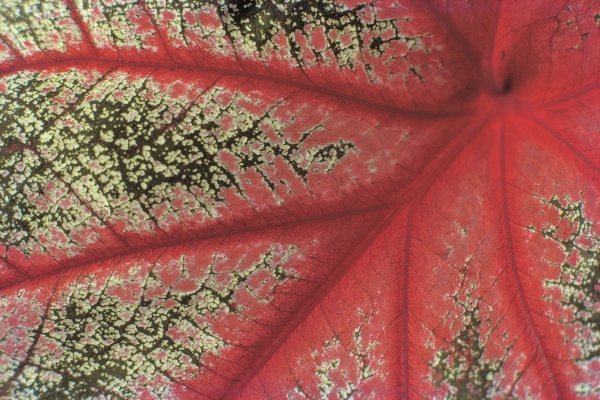 Close up of caladium leaf pattern, Bangalore (photo)  from 