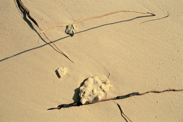 Coconut roots on sand and surf washed pebbles (photo)  from 