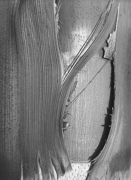 Close up of bark of trees trunk (b/w photo) 