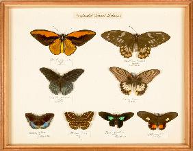 Display showing differences in colouring between male and female butterflies of the same species