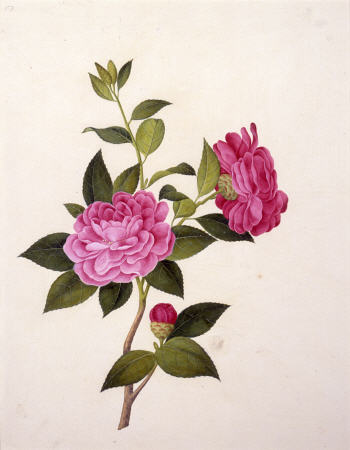 Double Pink Camellia from 