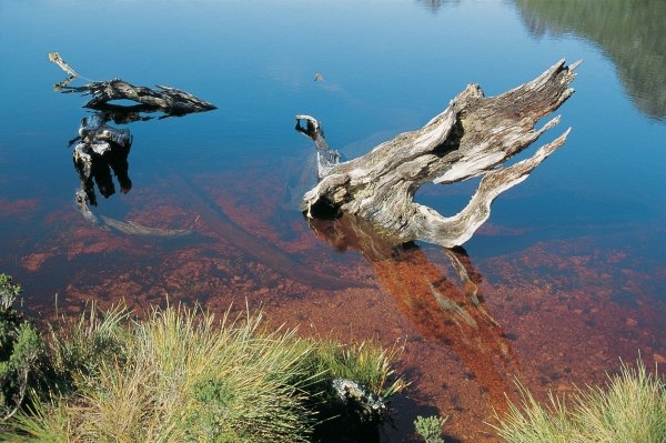 Driftwood in mountain lake draining red water from tee'' trees (photo)  from 