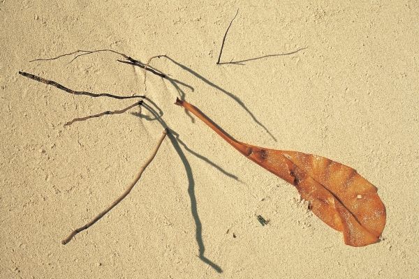 Dry leaf and coconut roots of a dead tree (photo)  from 