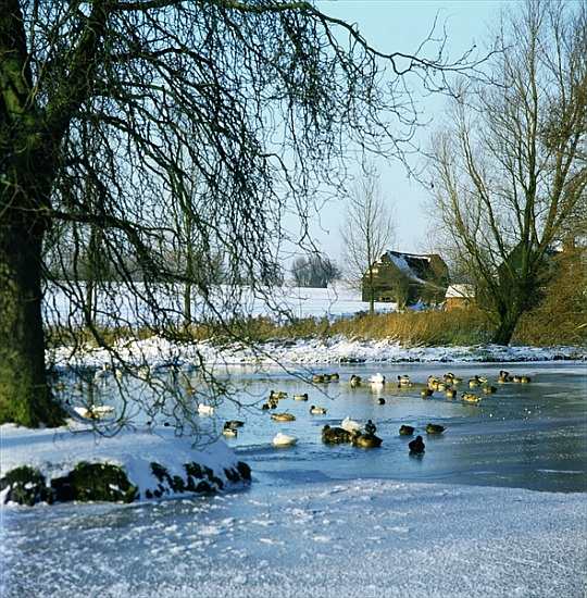 Duck Pond in Winter near Finchingfield, Essex from 