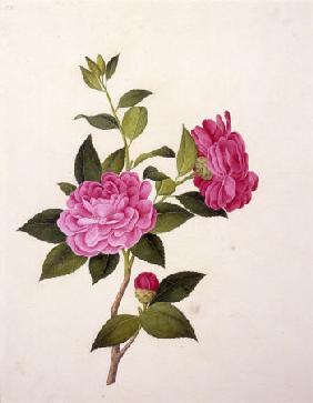 Double Pink Camellia