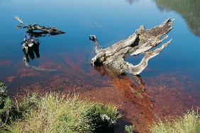 Driftwood in mountain lake draining red water from tee'' trees (photo) 