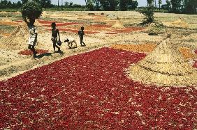 Drying chillies red peppers at Kalingapatnam (photo) 