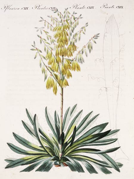 Fädentragende Yucca / aus Bertuch 1810 from 