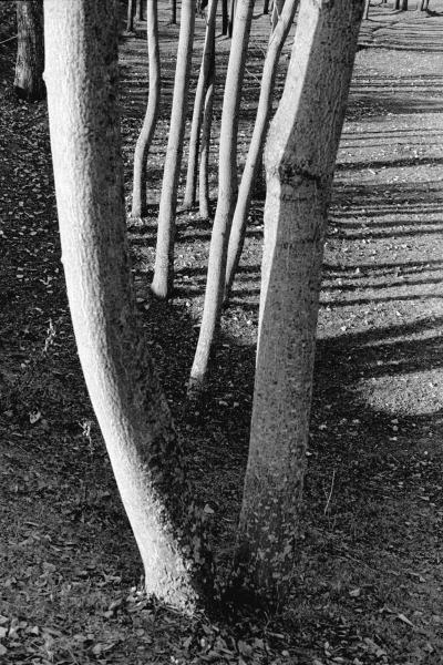 Form of tree trunk (b/w photo)  from 