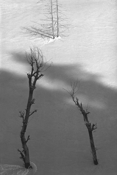 Form of trees (b/w photo)  from 