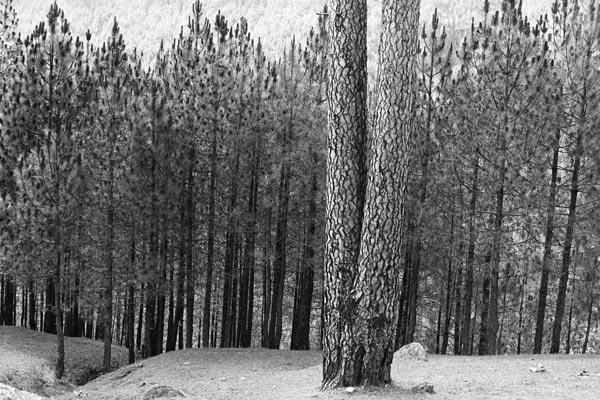 Form of tree trunk (b/w photo) 