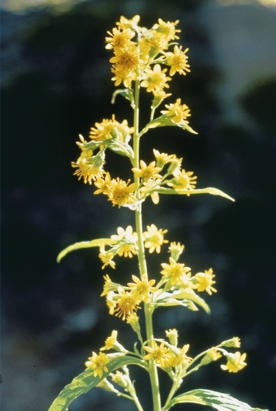 Golden Rod or Woundwort (Solidago virgo-aurea) (photo)  from 