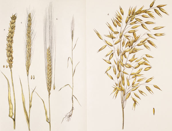 Grain / Col.Lithograph / 1891 from 