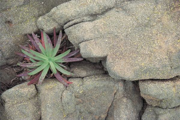 Hand Like Rock formation Sheltering wild succulent (photo)  from 