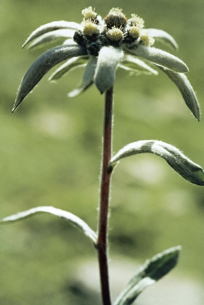 Himalayan Edelweiss (Leontopodium himalayanum) (photo)  from 