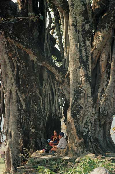 Huge pipal Ficus religiosa and banyan Ficus (photo)  from 