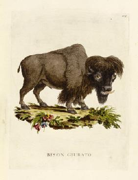Hand Colored Engraving Of A Bison