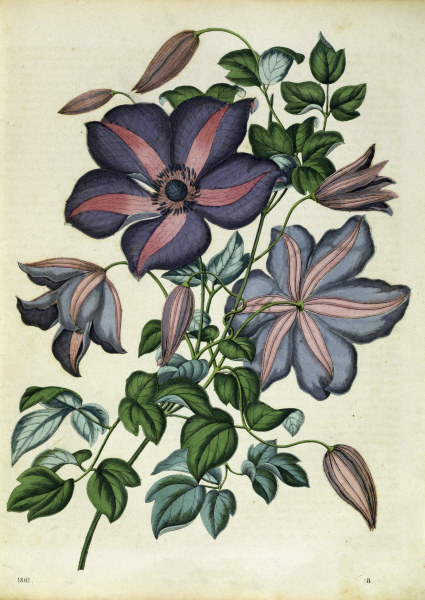 Italian Leather Flower / Lithograph from 