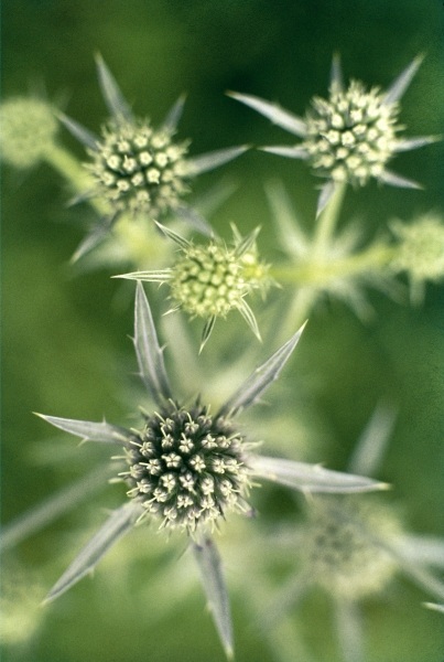 Kashmir Eryngo (Eryngium biebersteinianum) (photo)  from 