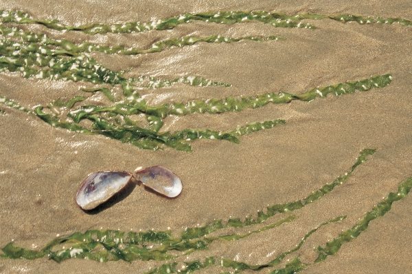 Kelp Enteromorpha intestinalis and shell, Vishakapatnam (photo)  from 
