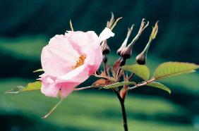 Large-Leaved Rose (Rosa macrophylla) (photo) 