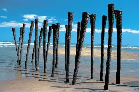 Low tide and inverted trunks of coconut trees lay exposed, Karaikal (photo) 