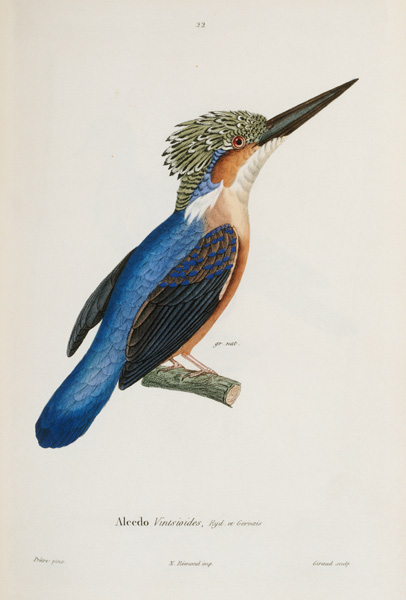 Malagasy Kingfisher from 