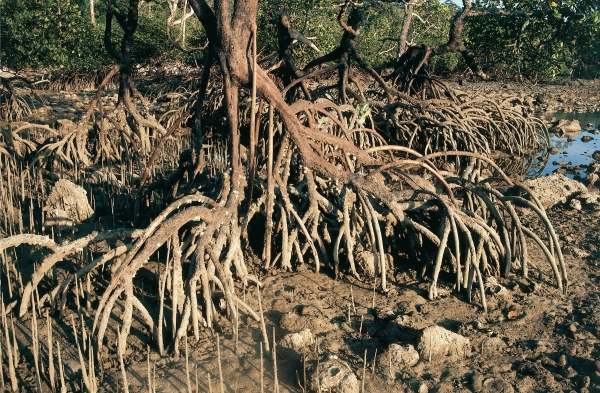 Mangroves roots grow upwards (photo)  from 