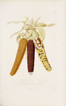Marbled, Red And Multicoloured Maize Illustration By Julia Duport From ''Histoire Naturelle, Agricol from 