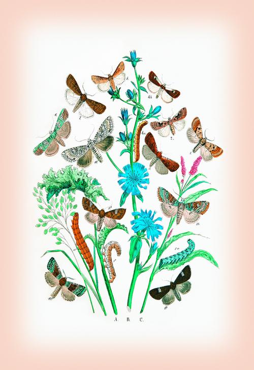 Moths: Agrotis Segetum from 