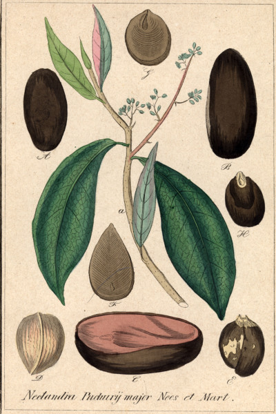 Nectandra / Copper engraving, C19th from 