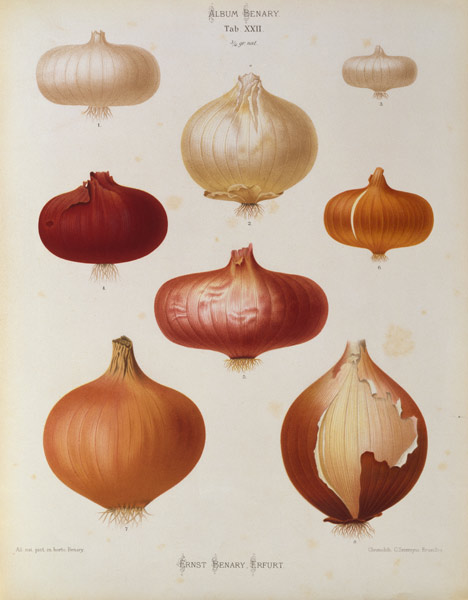 Onions / Album Benary / Lithograph from 
