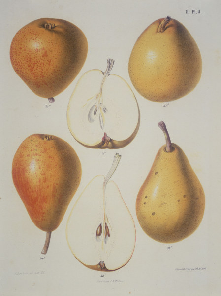 Pear / Colour lithograph from 