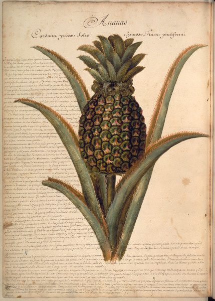 Pineapple / Plumier / Drawing / 1688 from 