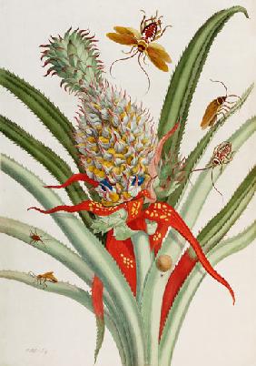Pineapple (Ananas) With Surinam Insects