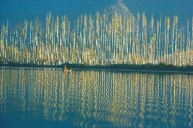Poplars in late autumn sunlight, Dal lake (photo) 
