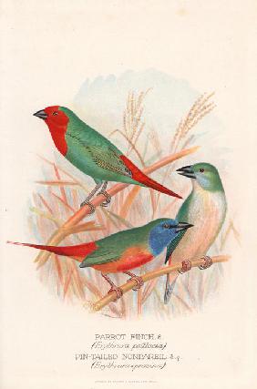 Red-throated parrot finch