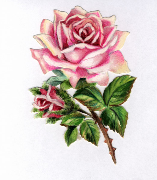Rose sticker / 20th century from 