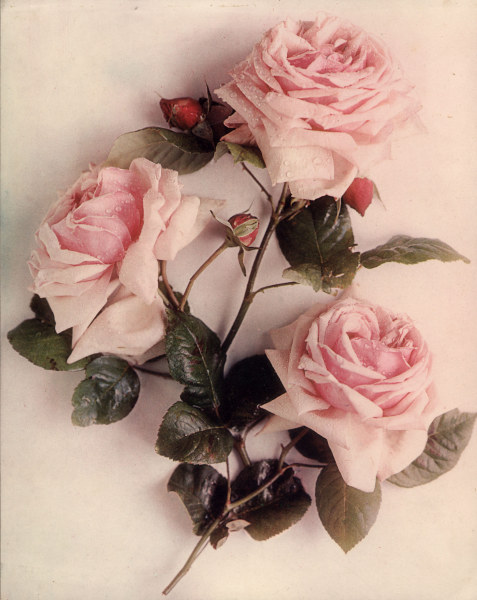 Roses / Photo c.1910 from 