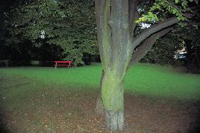 Red bench and tree bark (photo) 