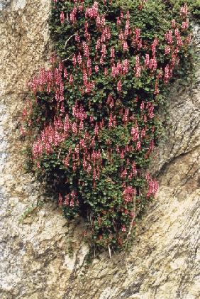 Rose Carpet Knotweed (Bistorta vaccinifolia Polygonum vaccinifolium) (photo) 